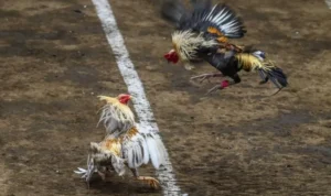 Đá Gà GA28 Tại HB88