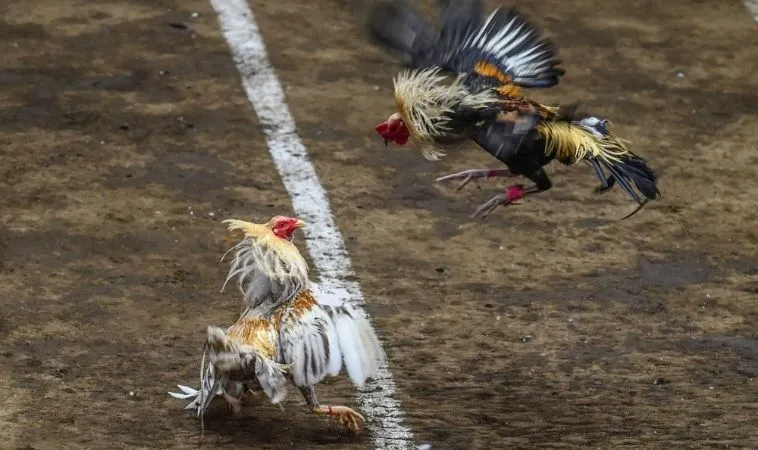 Đá Gà GA28 Tại HB88