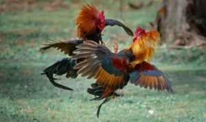 Đá Gà WS168 Tại HB88