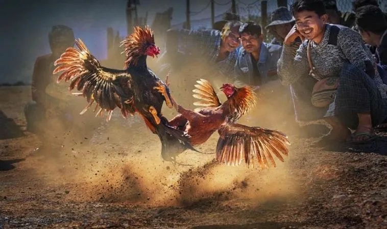 Đá Gà Tại HB88 Thắng Lớn Nhờ Bí Kíp Cược Hiệu Quả Nhất 1 Sảnh Đá Gà Tại HB88 quy tụ nhiều chiến kê dũng mãnh